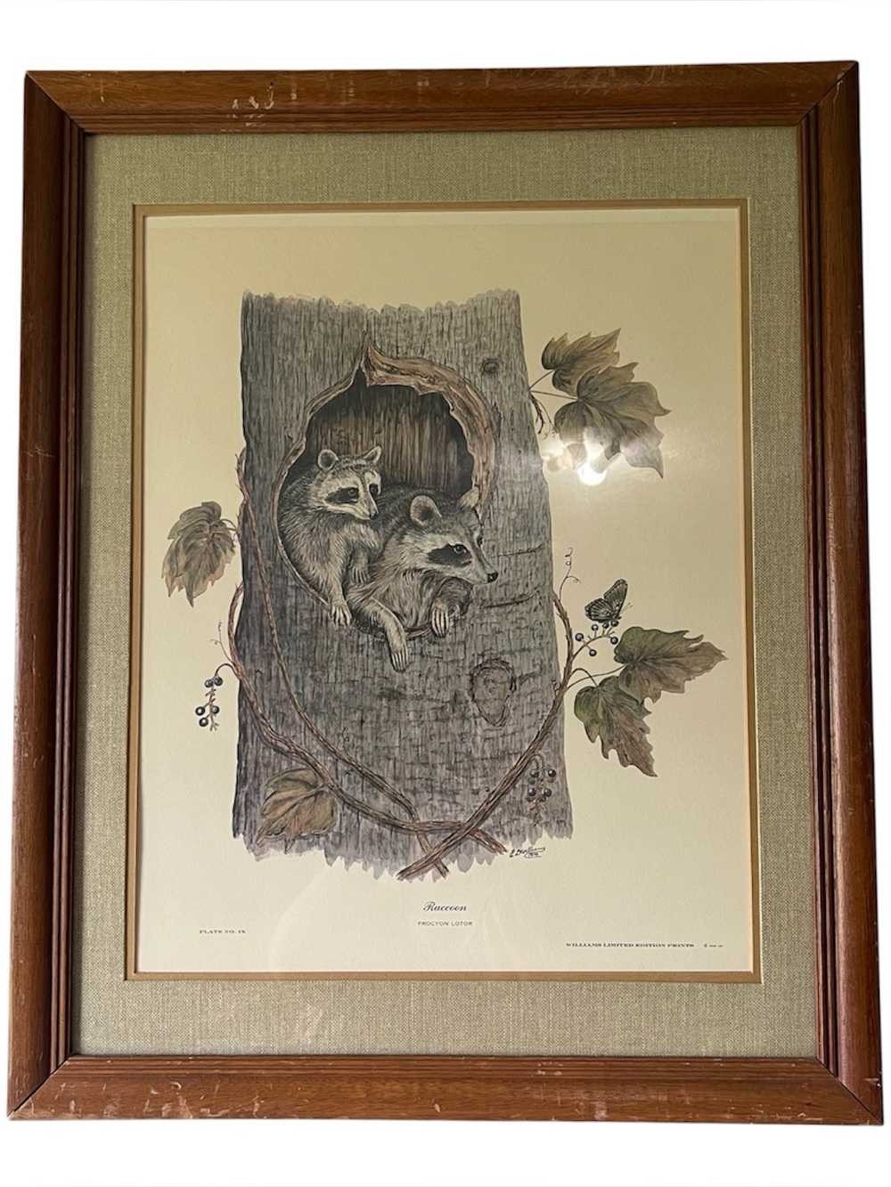 VTG MCM Framed Print Raccoons by E.D. Williams Ltd Ed. Plate IX 26.5" x 21.5"